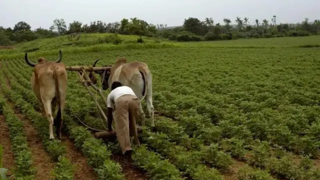 ਮੂੰਗਫਲੀ