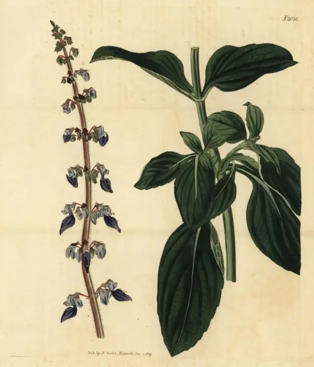 Anatomi Plectranthus barbatus