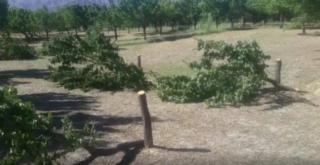 درختان قطع شده