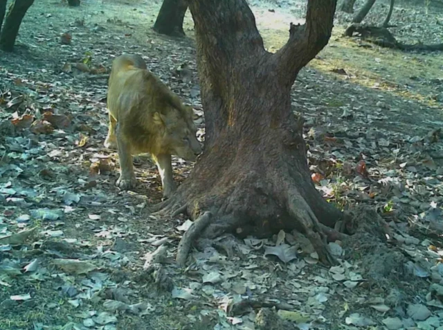 ਗਿਰ ਜੰਗਲ ਦੇ ਸ਼ੇਰ