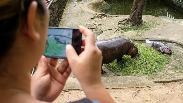 Mulher fotografa Moo Deng deitada ao ladocasino resort poçoshipótomo maior