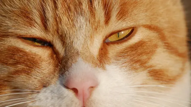 Idan mage ta kanne ido daya ko karkada shi, alamar kauna ce