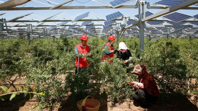 ቻይና፡ ኣብ ትሕቲ ሶላር ፓነል ምልማዕ ከምዝከኣከል ኣርእያ ኣላ