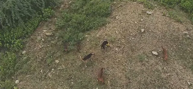 மேட்டூர் அணையில் உபரி நீர் திறக்கும் போது வெள்ளத்தில் சிக்கிக் கொண்ட நாய்கள்