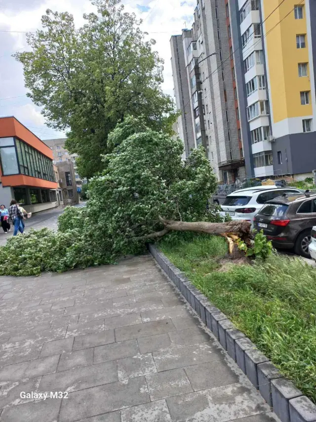 Повалене дерево у місті