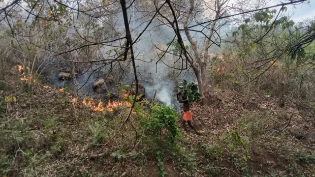 காட்டுத்தீ, தமிழகம்