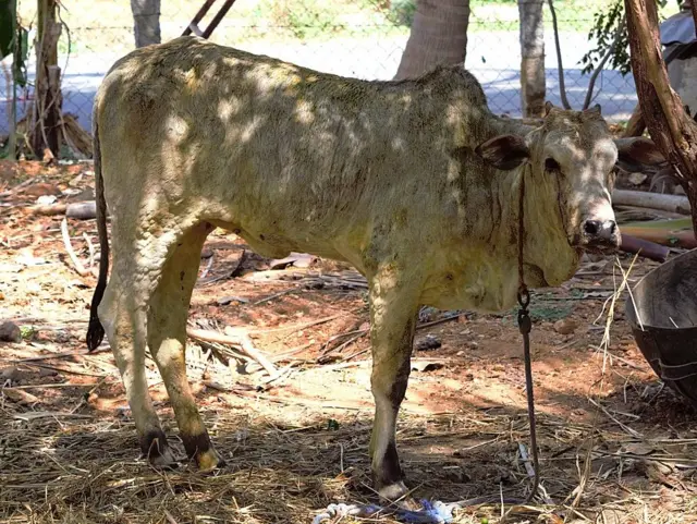 தமிழ்நாட்டில் மாடுகளுக்கு பரவும் பெரியம்மை நோய் மனிதர்களுக்கும் பரவமா?