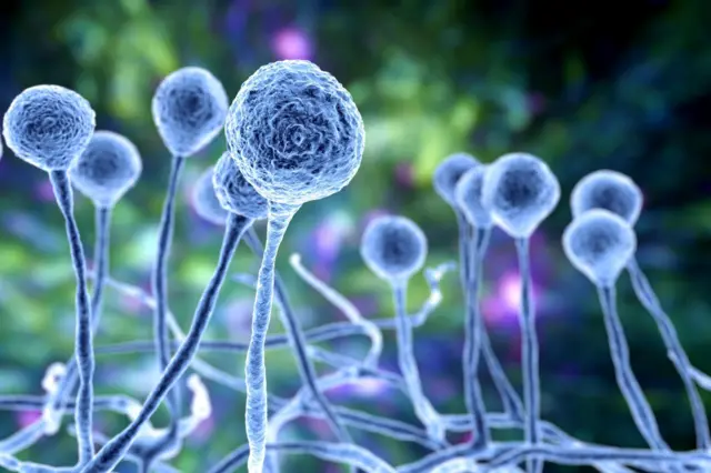 म्युकर मोल्ड अर्थात ब्लॅक फंगसचं कल्पनाचित्र