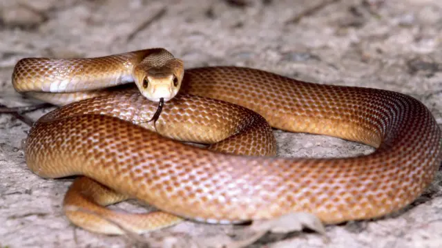 কোস্টাল তাইপান