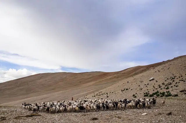 شپون او رمې