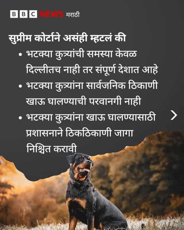 सर्वोच्च न्यायालयाचा भटक्या कुत्र्यांवर आलेला सुधारित आदेश