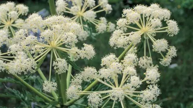 Water Hemlock