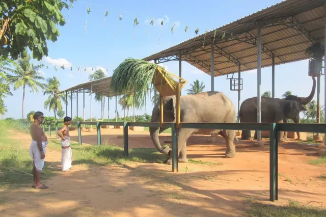காஞ்சி சங்கர மடம்: பெண் யானைகளை ஒப்படைப்பதற்கு வனத்துறை எதிர்ப்பு ஏன்? நீதிமன்றம் சொன்னது என்ன?
