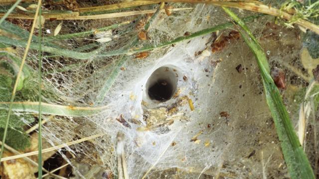  Funnel web spider 