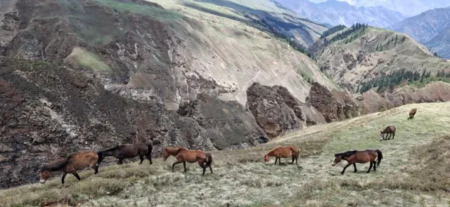 यार्सागुम्बा टिप्ने पाटन