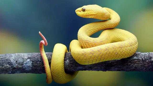 ਸੱਪ