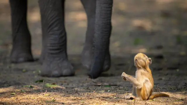 Młody pawian patrzy na nadchodzącego słonia