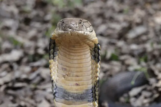 ગુજરાત બીબીસી ગોવા સાંપ નાગરાજ નાગ સરિસૃપ ટ્રેન પ્રકૃતિ સંરક્ષણ પ્રાણી વન્ય પશુપ્રાણી પશુપંખી પર્યાવરણ ઇકૉલૉજી બીબીસી ગુજરાત શું ભારતમાં કિંગ કોબ્રા ટ્રેનોમાં મુસાફરી કરી રહ્યા છે, ગુજરાતના વૈજ્ઞાનિકે કરેલા સંશોધનમાં શું બહાર આવ્યું? સંશોધન અમેરિકાની પ્રખ્યાત જર્નલ 'બાયૉટ્રોપિકા'માં પ્રકાશિત 