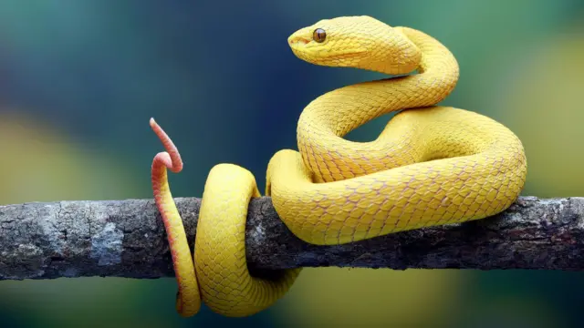 બીબીસી ગુજરાતી