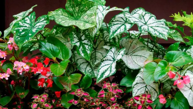 Akwụkwọ ede mmụọ gbara okirikiri ebe a. Ọ na-cha akwụkwọ ndụ akwụkwọ ndụ nakwa uhie uhie