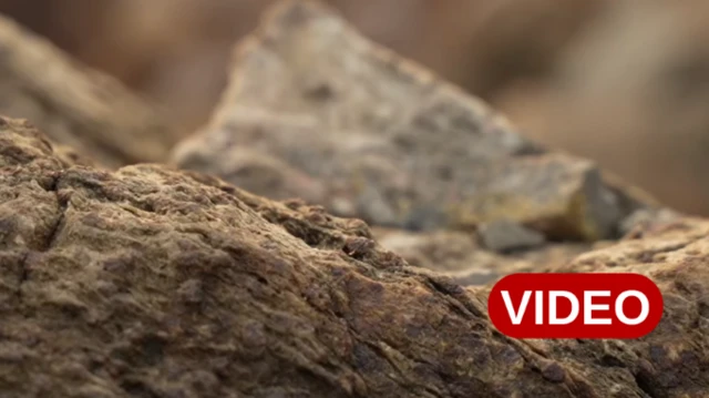 రాళ్లు, శిలలు, మొక్కలు, జంతువులు