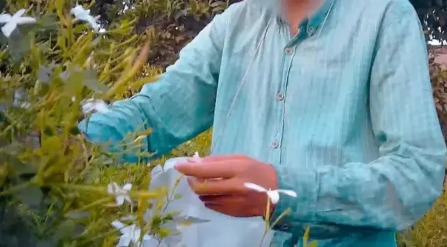 چنبیلی کے باغوں میں مشقت کرنے والے بچے
