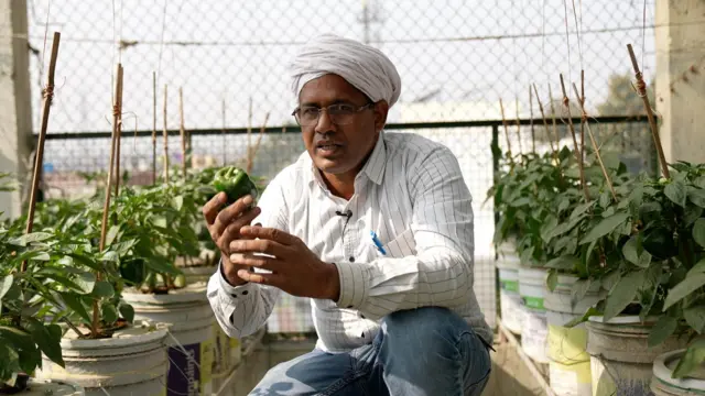 ہائیڈرو پونک