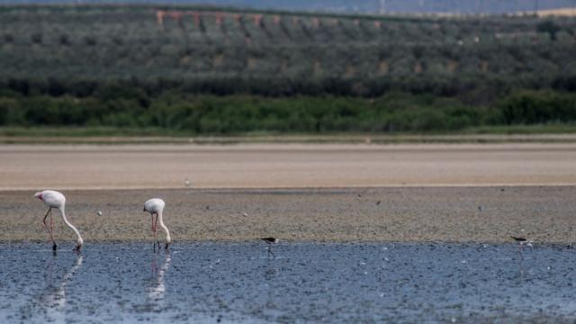 Flamingos na Espanha 