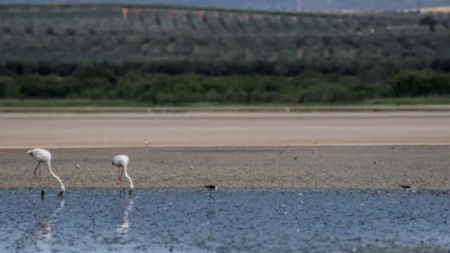 Flamingos na Espanha 