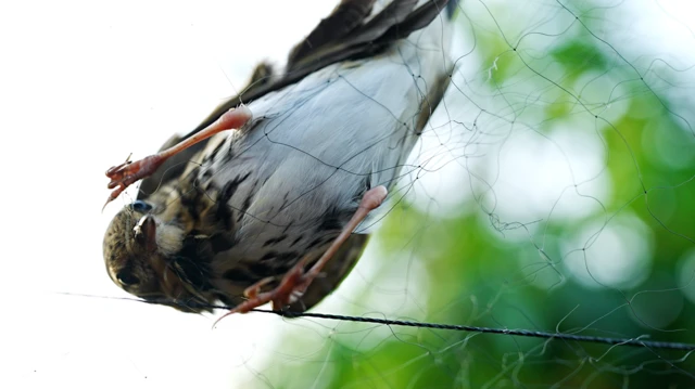 Bird caught in net 