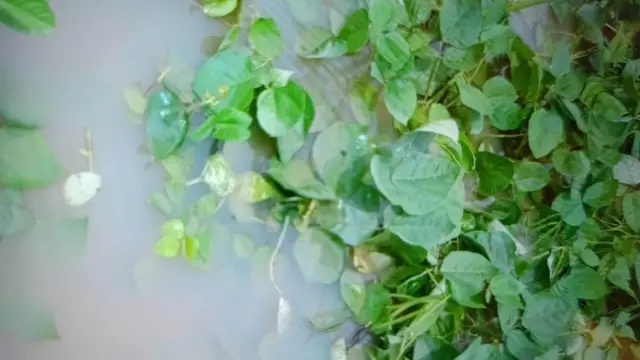 စိုက်ခင်း ပျက်စီး