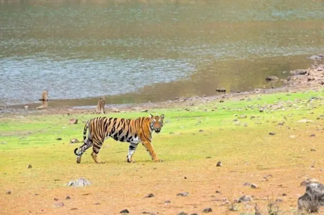 மகாராஷ்டிரா, சந்திரபூர், புலி தாக்குதல் 