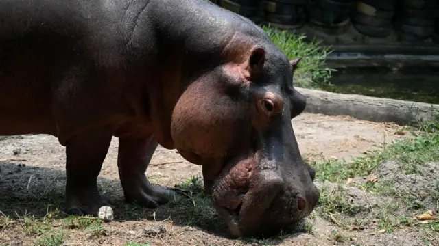 Un hipopótamo en Colombia