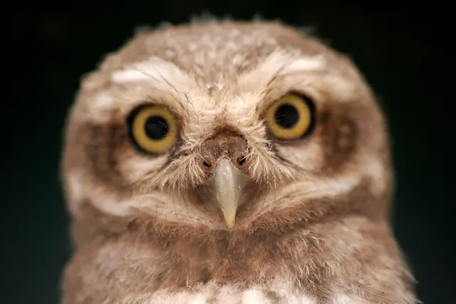 लाटोकोसेरो