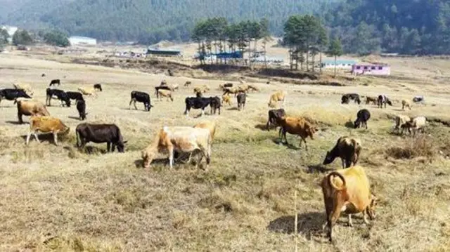 पशुपन्छी चरन क्षेत्रमा 