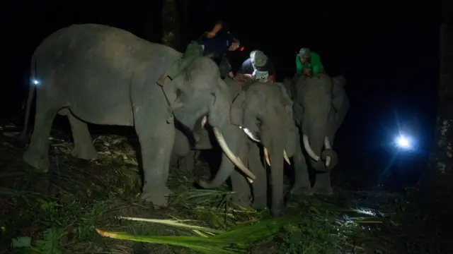 Gajah dilatih melarikan diri dari jerat saat masuk ke lahan masyarakat di Riau pada 30 Januari 2024
