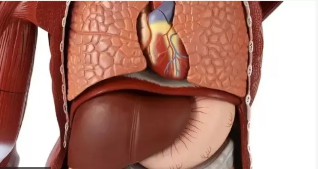 aworan ẹya inu eniyan