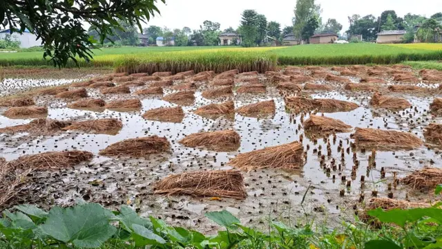 निरन्तरको झरीपछि खेतमै पानीमा डुबेको रौतहटको बृन्दावन-१ बलरीका किसानको भित्र्याउनको लागी काटेको धानबाली