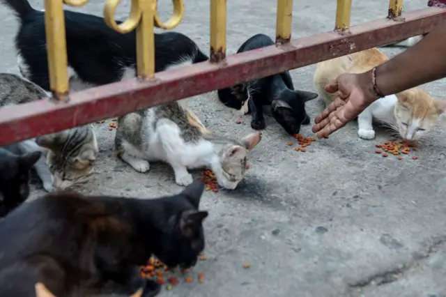 मुंबईसारख्या महानगरांमध्ये भटक्या प्राण्यांची संख्या मोठ्या प्रमाणात आहे. 