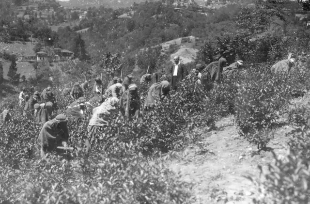 Rize'de deneme amaçlı kurulan fidanlıkta çay çapası yapan kadınlar. 