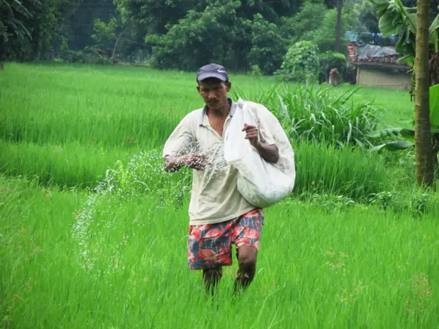 धानबारीमा मल छर्दै एक किसान