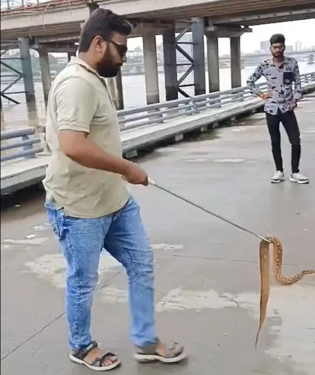 સાબરમતી, રીવરફ્રન્ટ, સાપ, વરસાદ. ધરોઈ ડેમ, ગુજરાત, હવામાન, તાપમાન, ક્લાઇમેટ ચેન્જ, આબોહવા