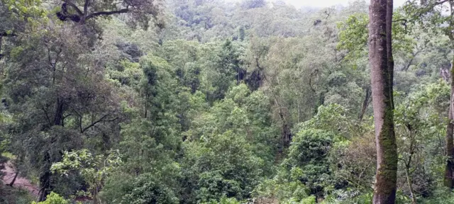 ሌጲስ አራት የገጠር ቀበሌዎችን በስሩ አቅፎ የያዘ የጋምቦ ጥብቅ ስፍራ አካል ነው።