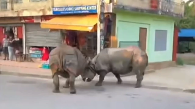 ఖడ్గమృగాలు