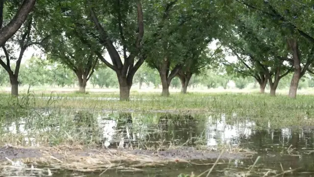 अखरोट का खेत