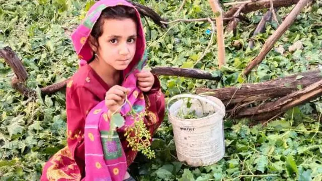 ژالہ باری