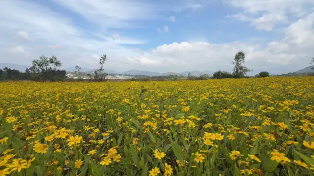 వలిసె పూలు అరకు, విశాఖపట్నం, ఏజెన్సీ, ఆంధ్రప్రదేశ్