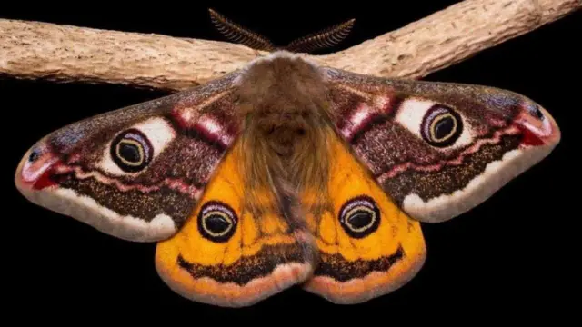 شاپرک امپراطور