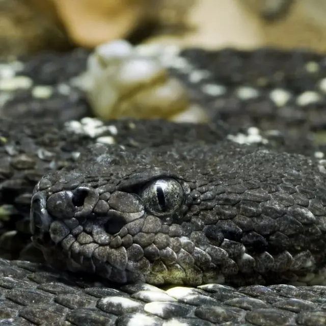 Krupan plan Arizonske crne zvečarke