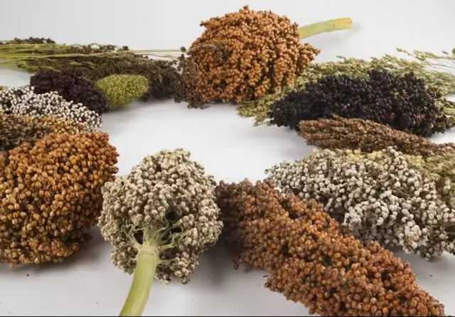 Différentes variétés de mil